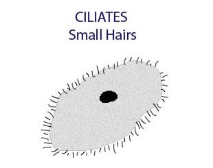 ciliates