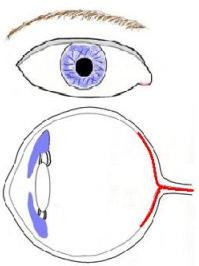 blue eye diagram