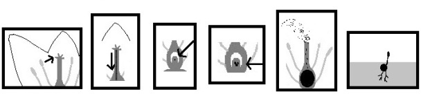 Stages of Sexual Reproduction in Flowering Plants