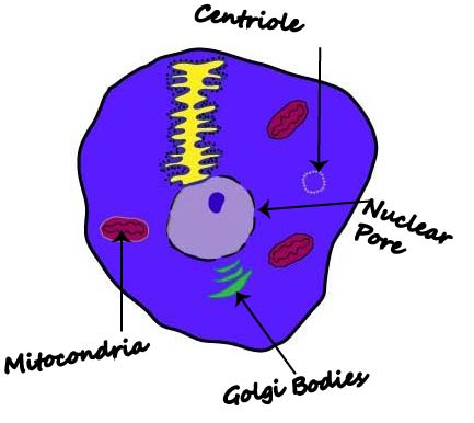 colored animal cell