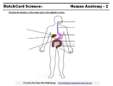 digestive system worksheet