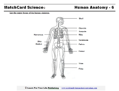 human skeleton worksheet