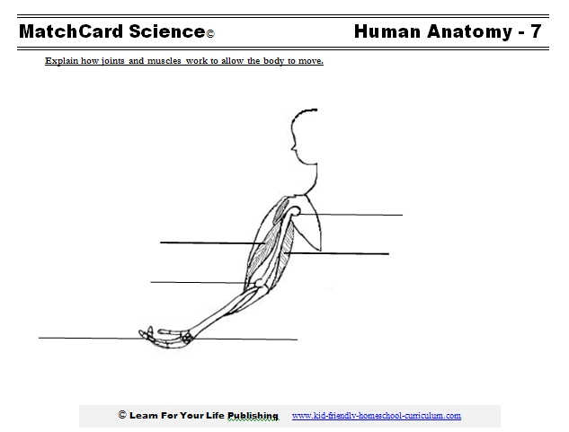 musculoskeletal worksheet
