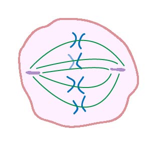 metaphase