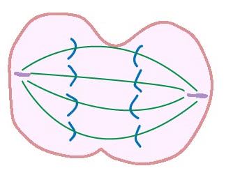 anaphase