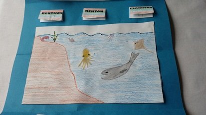 Ocean Creatures Lapbook