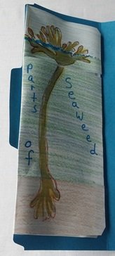 Parts of Seaweed Booklet