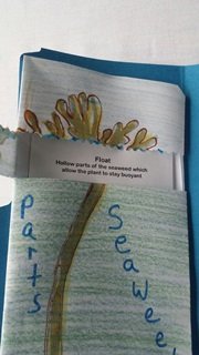 Inside Seaweed Booklet