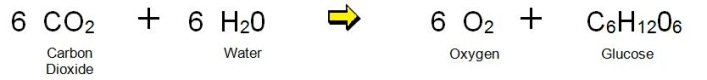 formula of photosynthesis