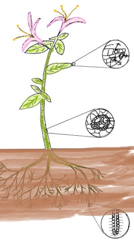 plant transport