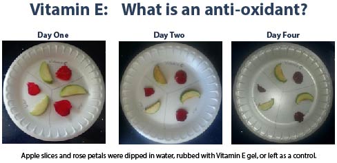 Vitamin E experiment  
