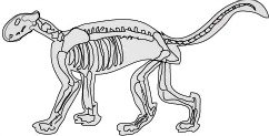 cougar skeleton
