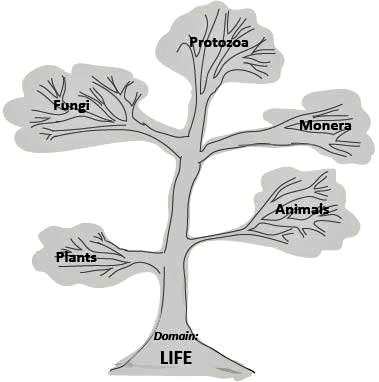 Tree of Life for Kids